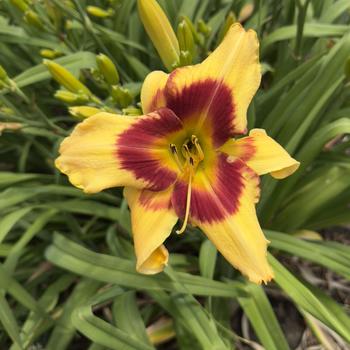 Hemerocallis Rainbow Rhythm® 'Tiger Swirl' (304442)