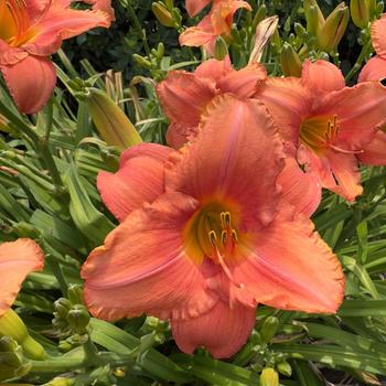 Hemerocallis 'South Seas' (304443)