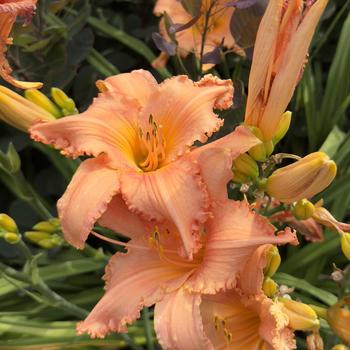 Hemerocallis 'New Tangerine Twist' (304444)