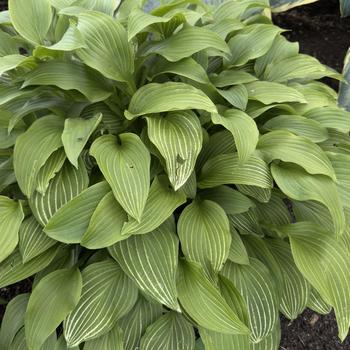 Hosta 'Mito-no-hana'