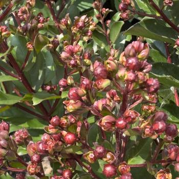 Lagerstroemia Barista® 'Cool Beans' (304446)