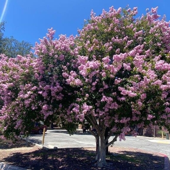 Lagerstroemia indica x fauriei 'Muskogee' 