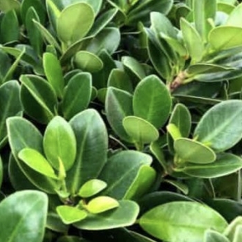 Ficus microcarpa 'Green Island' 