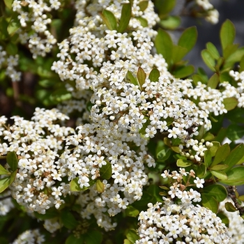 Viburnum obovatum 'Mrs. Schiller's Delight' 