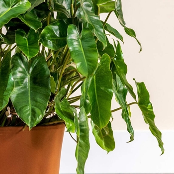 Philodendron 'Burle Marx' 