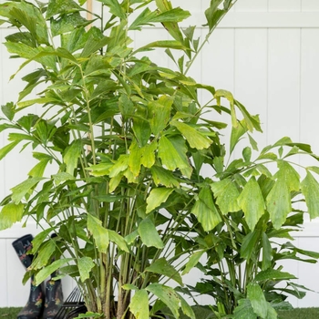 Caryota mitis