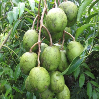 Spondias dulcis