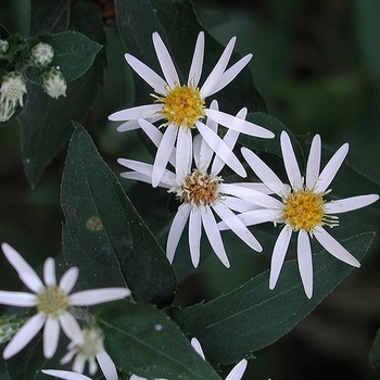 Eurybia divaricata
