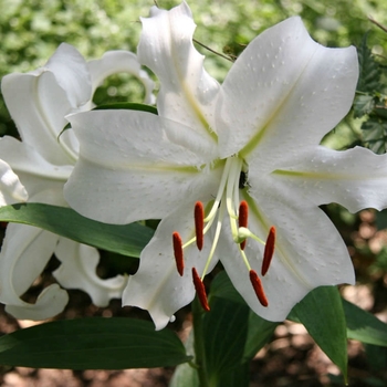 Lilium 'Casa Blanca' 