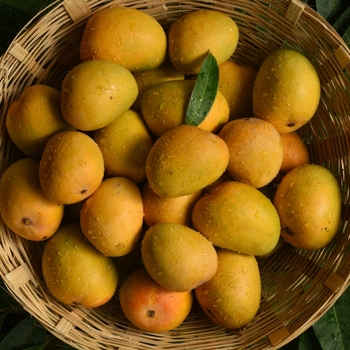Mangifera indica