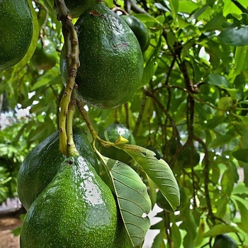 Persea americana 'Choquette' 