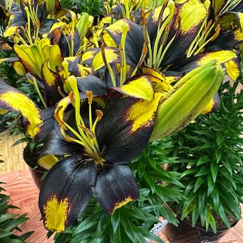 Lilium asiaticum Lily Looks 'Tiny Massive'