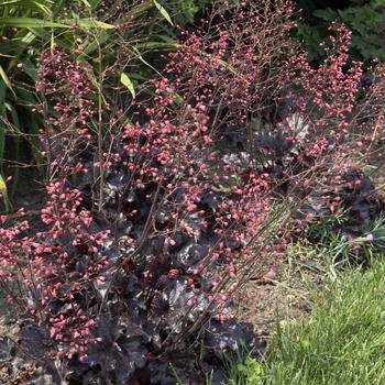 Heuchera Dolce® 'Sultry Night' (304510)