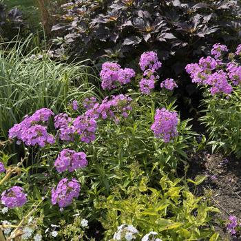 Phlox paniculata 'Fashionably Early Flamingo' PP29911