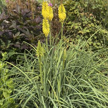 Kniphofia 'Gold Rush' (304512)