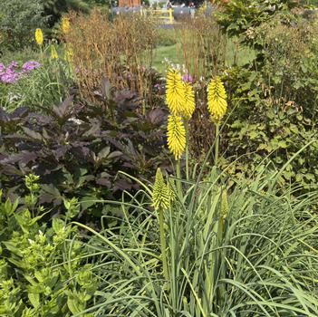 Kniphofia 'Gold Rush' 