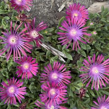 Delosperma 'Action Shot' PPAF