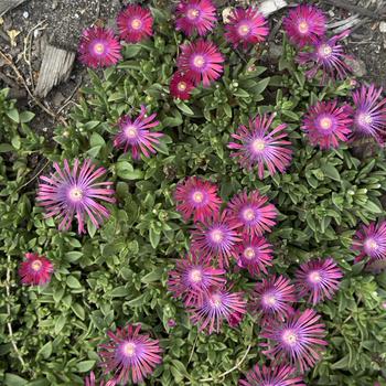 Delosperma Flashmob™ 'Action Shot' (304515)