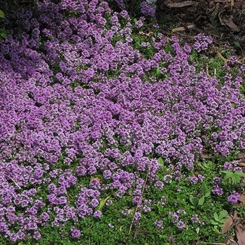 Thymus praecox 'Purple Carpet' 