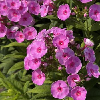 Phlox paniculata Luminary™ 'Prismatic Pink' (304518)