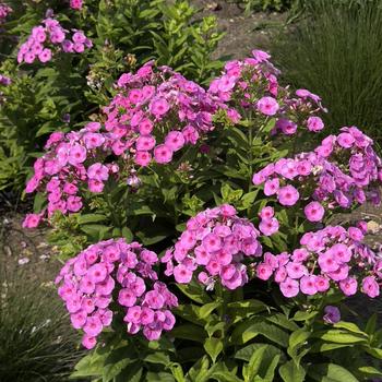 Phlox paniculata Luminary™ 'Prismatic Pink' (304519)
