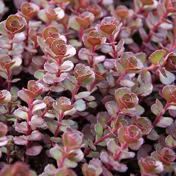 Sedum spurium 'Red Carpet' 