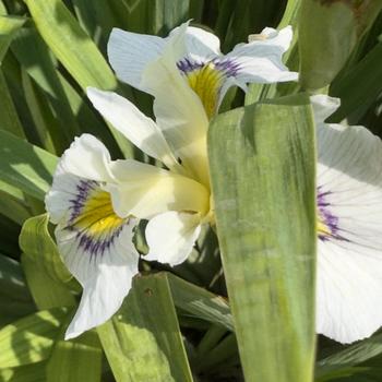 Iris ensata 'Eye Liner' (304522)