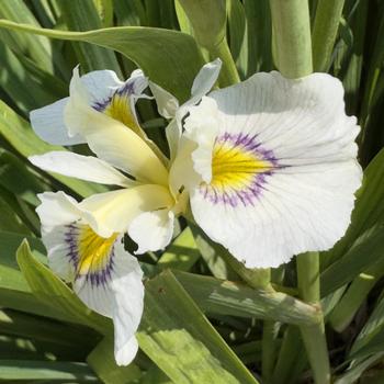 Iris ensata 'Eye Liner' (304523)