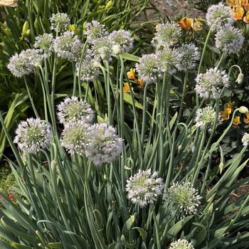 Allium 'Bobblehead' (304524)