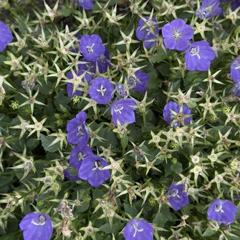 Campanula carpatica Mini Marvels™ 'Midnight' (304526)