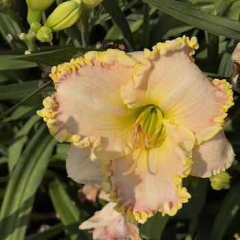 Hemerocallis 'Singular Sensation' (304527)