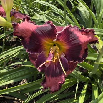 Hemerocallis 'The Band Played On' (304528)