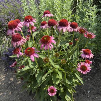 Echinacea 'Strawberry Mousse' PPAF