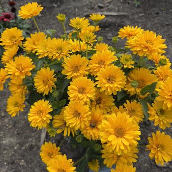 Heliopsis helianthoides 'Athena Gold™' (304531)