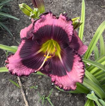 Hemerocallis 'Don't Lose Heart' 