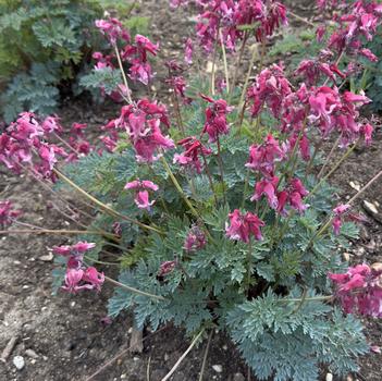 Dicentra 'Passion Hearts' 