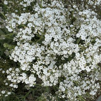 Gypsophila paniculata 'Festival Star™' (304535)