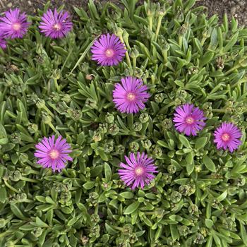 Delosperma Flashmob™ 'Electric Slide' (304536)