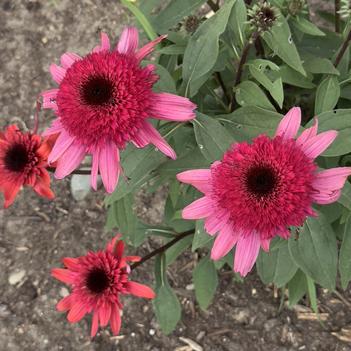 Echinacea 'Raspberry Ripple' PP22868P2