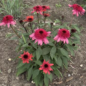 Echinacea Double Dipped® 'Raspberry Ripple' (304539)