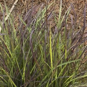 Schizachyrium scoparium 'Twilight Zone' (304540)