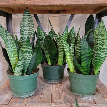 Sansevieria trifasciata 'Futura Robusta' 