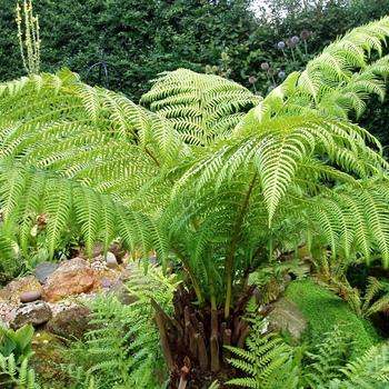 Cyathea cooperi 'Brentwood' 