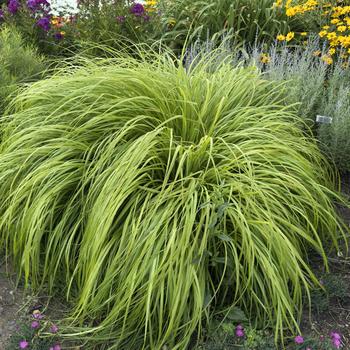 Pennisetum alopecuroides Prairie Winds® 'Lemon Squeeze' (304545)