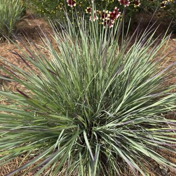 Schizachyrium scoparium Prairie Winds® 'Brush Strokes' (304547)