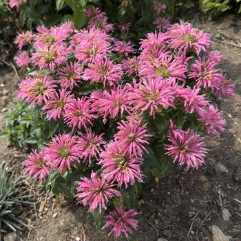 Monarda didyma 'Pardon My Pink' (304548)