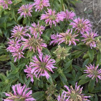 Monarda didyma 'Pardon My Pink' (304549)
