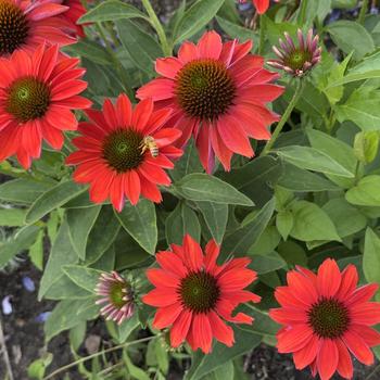 Echinacea Lakota™ 'Fire' (304551)