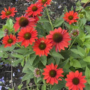 Echinacea Lakota™ 'Fire' (304552)