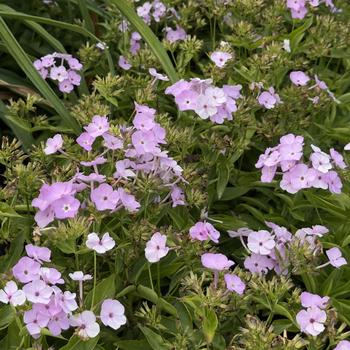 Phlox 'Opening Act Blush' PP27462, Can PBRAF
